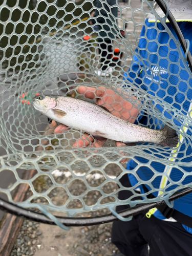 レインボートラウトの釣果