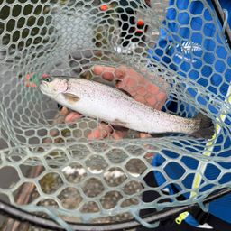 レインボートラウト