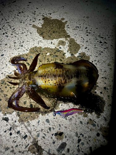 アオリイカの釣果