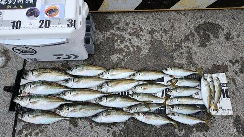 マアジの釣果