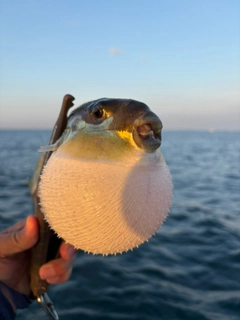 シロサバフグの釣果