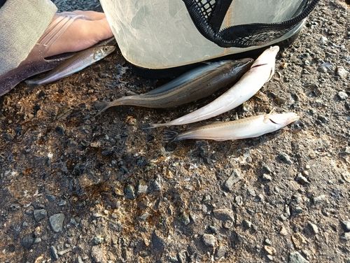 シロギスの釣果