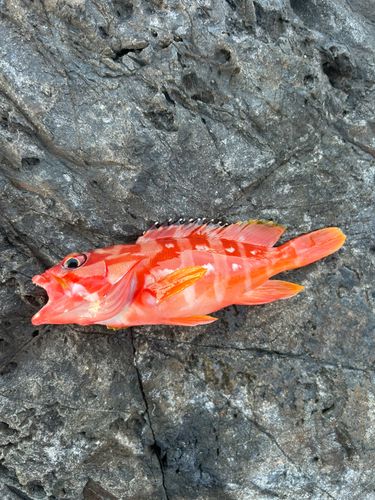 アカハタの釣果