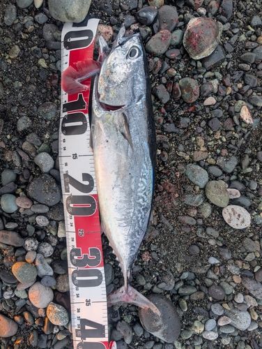 マルソウダの釣果