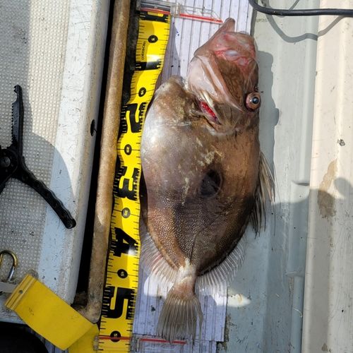 マトウダイの釣果