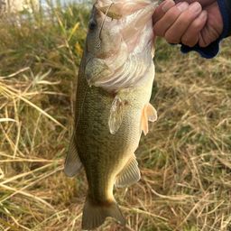 ラージマウスバス