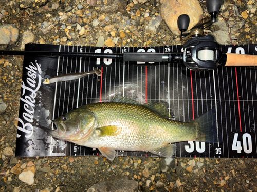 ブラックバスの釣果