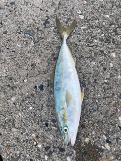 フクラギの釣果