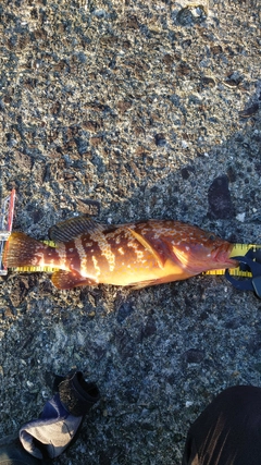 キジハタの釣果