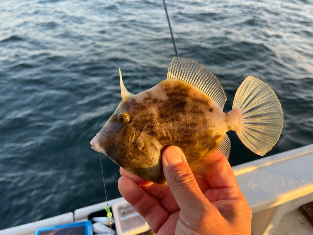 BOZUさんの釣果 2枚目の画像