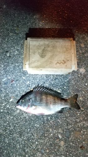 碧南海釣り公園