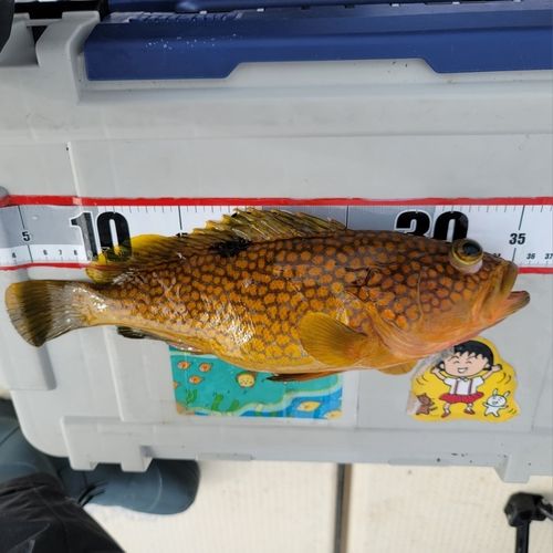 キジハタの釣果