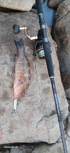 オオモンハタの釣果