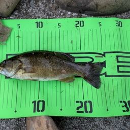 スモールマウスバス