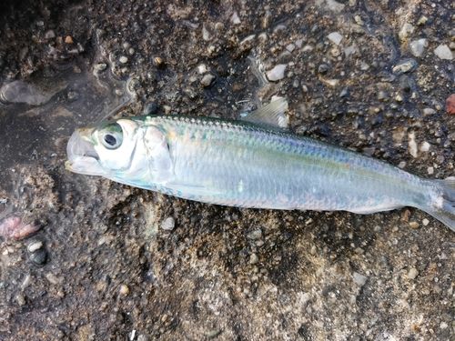 カタボシイワシの釣果