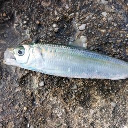 カタボシイワシ