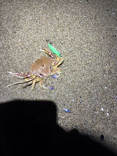 ワタリガニの釣果