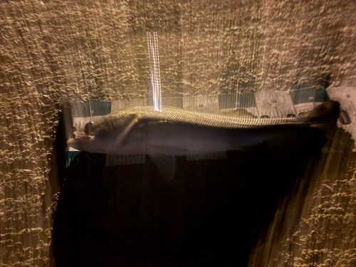 マルスズキの釣果