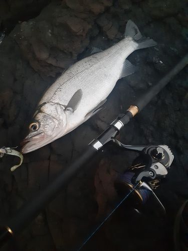 ヒラスズキの釣果