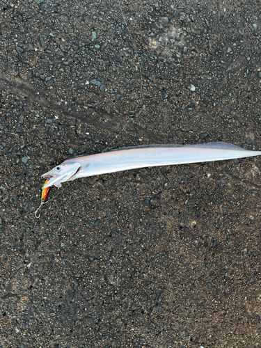 タチウオの釣果