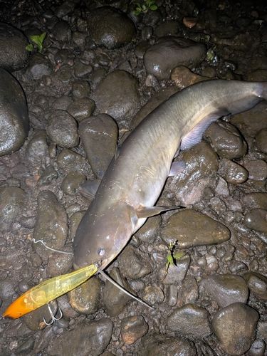 ナマズの釣果