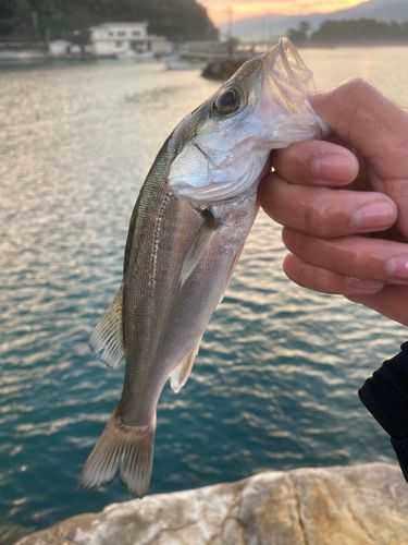 セイゴ（マルスズキ）の釣果