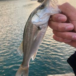 セイゴ（マルスズキ）