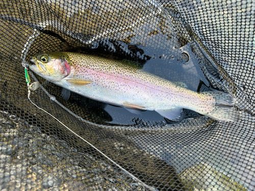 ニジマスの釣果