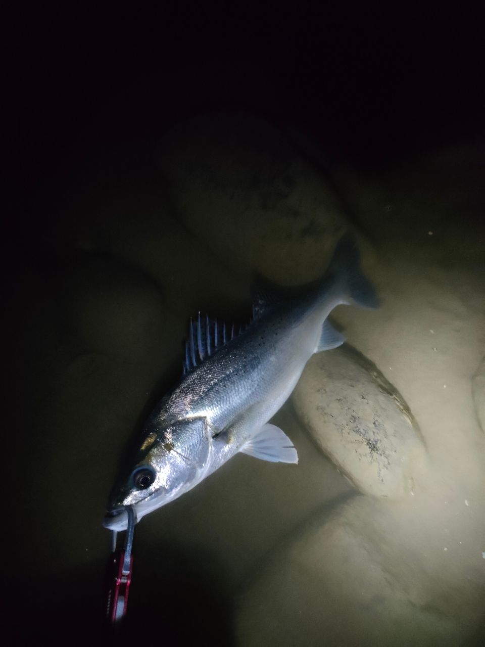 18ディアルーナS96ML e0031215c21ce4421cd3c34fa9396e