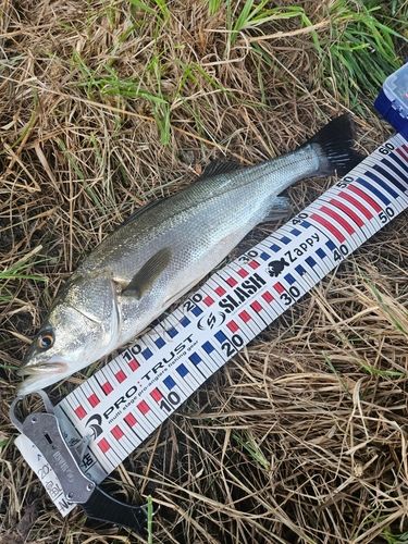 スズキの釣果