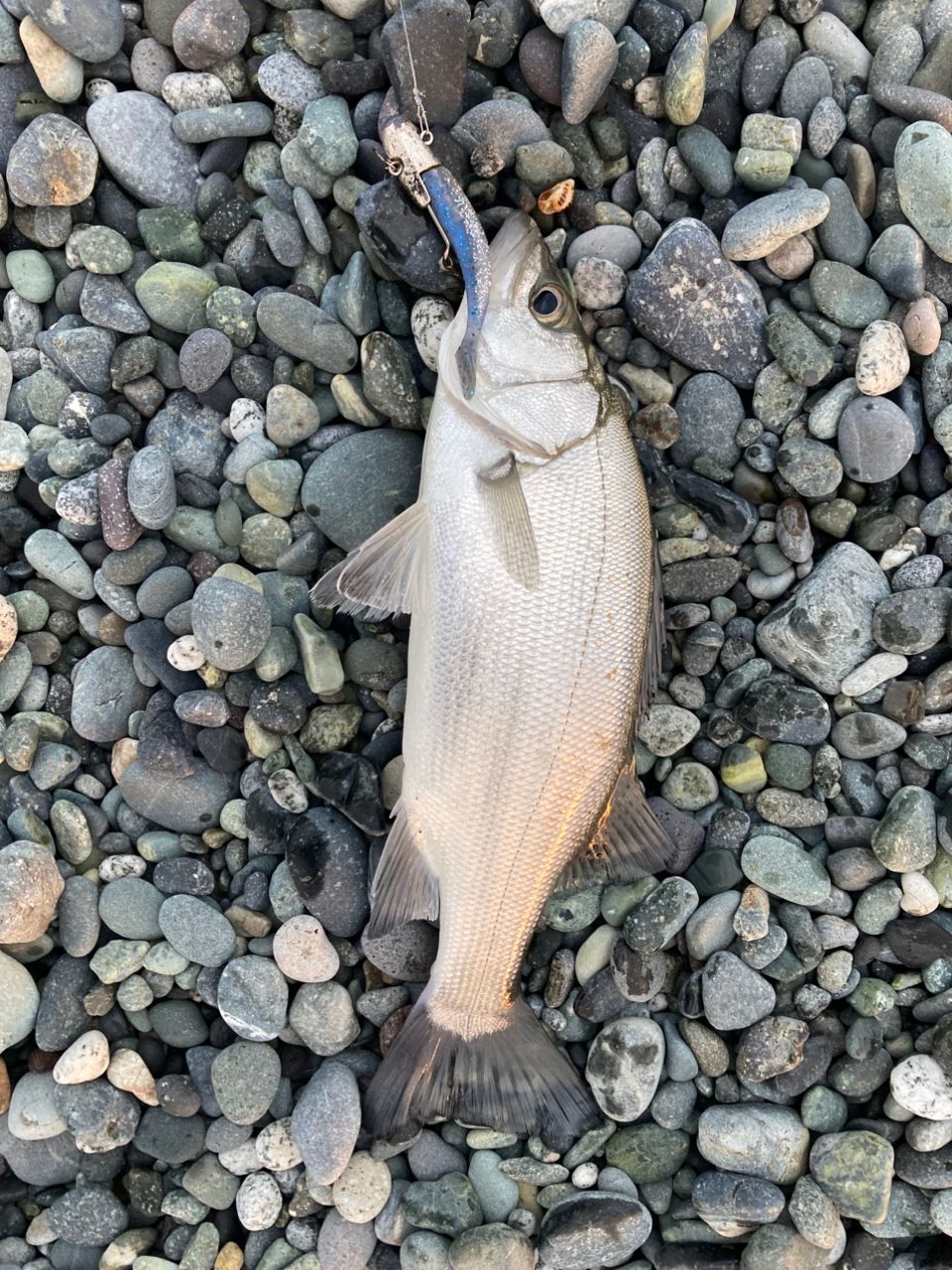 セイゴ（ヒラスズキ）