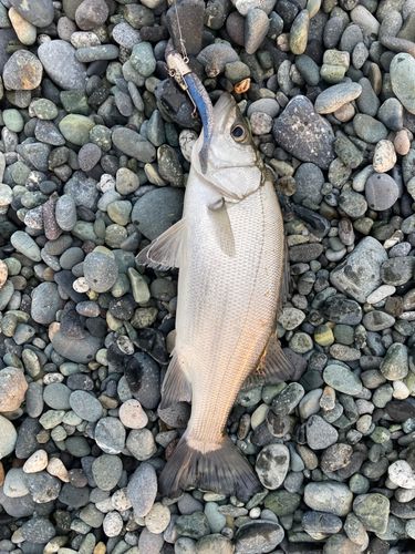 セイゴ（ヒラスズキ）の釣果