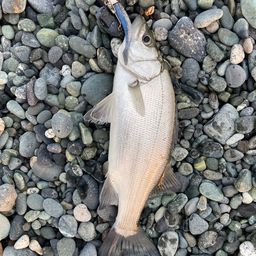 セイゴ（ヒラスズキ）