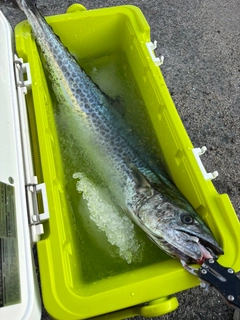 サワラの釣果