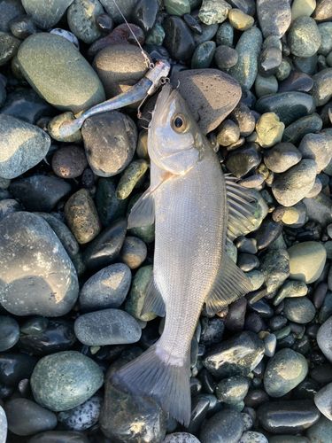 セイゴ（ヒラスズキ）の釣果