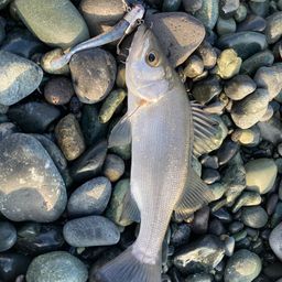 セイゴ（ヒラスズキ）