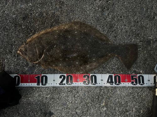 ヒラメの釣果
