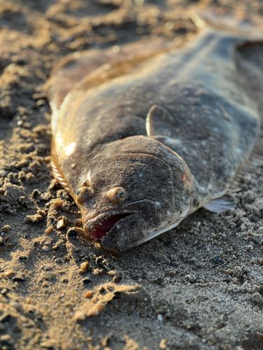 ヒラメの釣果
