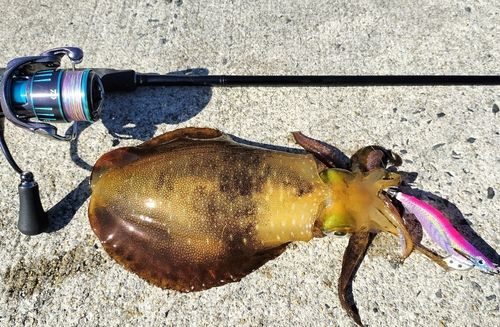 アオリイカの釣果