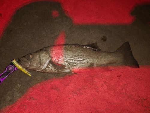 ヒラスズキの釣果