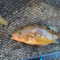 キジハタの釣果