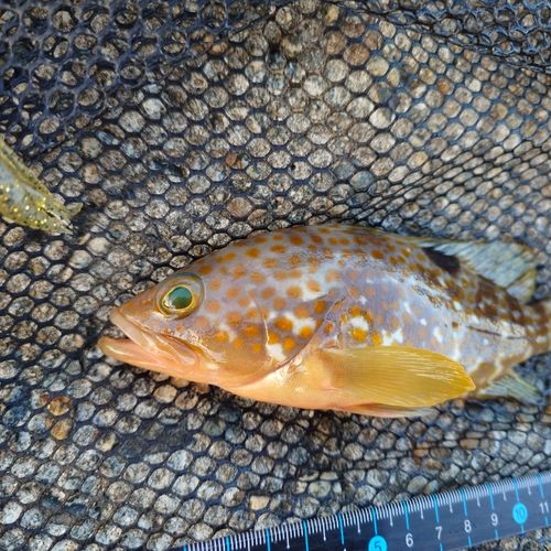 キジハタの釣果