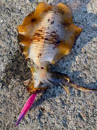 アオリイカの釣果