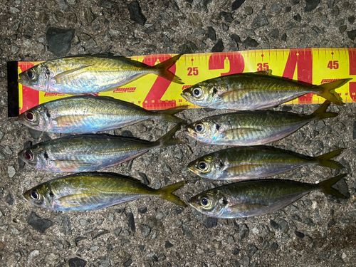 マアジの釣果