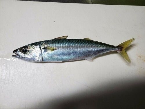 サバの釣果