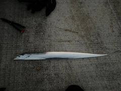 タチウオの釣果