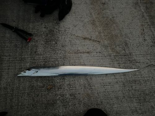 タチウオの釣果