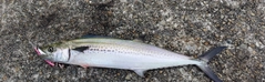 サゴシの釣果