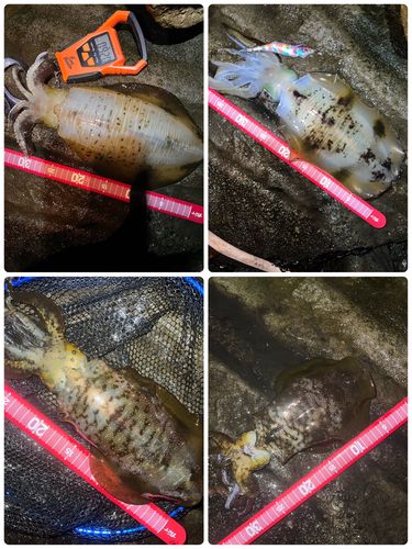 アオリイカの釣果