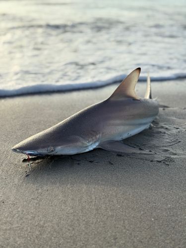 ツマグロの釣果